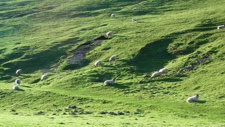 Sheep